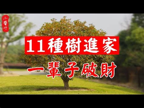 桂花陽台風水|【風水桂花樹】答案在這裏 